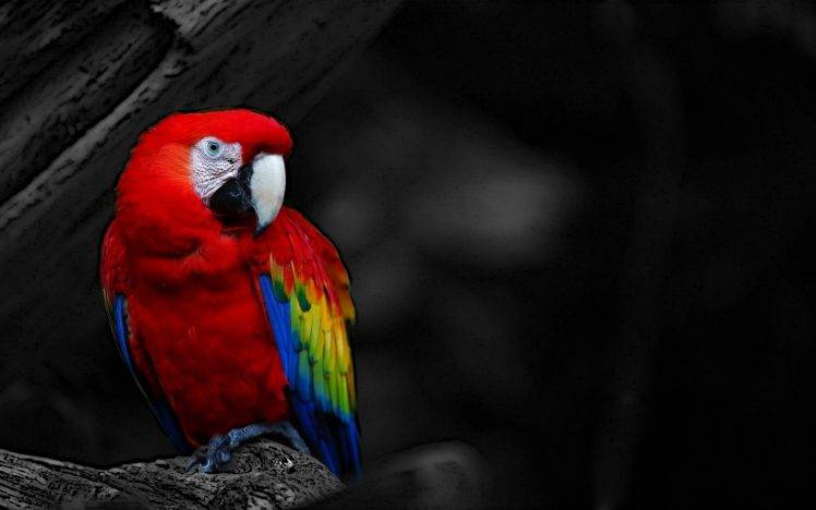 animals, Birds, Parrot, Black And Red, Selective Coloring HD Wallpaper Desktop Background