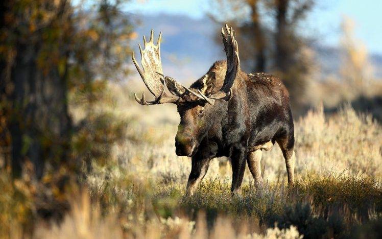 animals, Moose HD Wallpaper Desktop Background