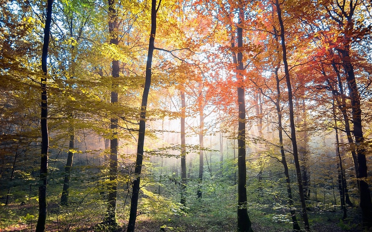 nature, Landscape, Colorful, Trees, Fall, Forest, Sunlight, Mist Wallpaper
