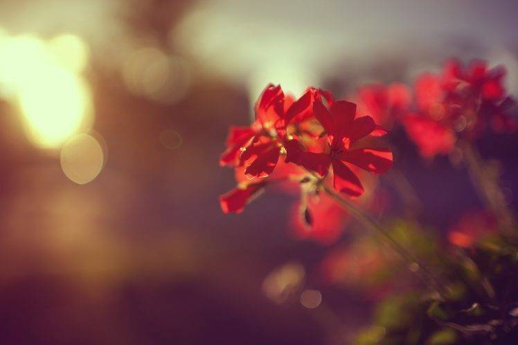 macro, Flowers, Red Flowers, Sunlight, Bokeh HD Wallpaper Desktop Background