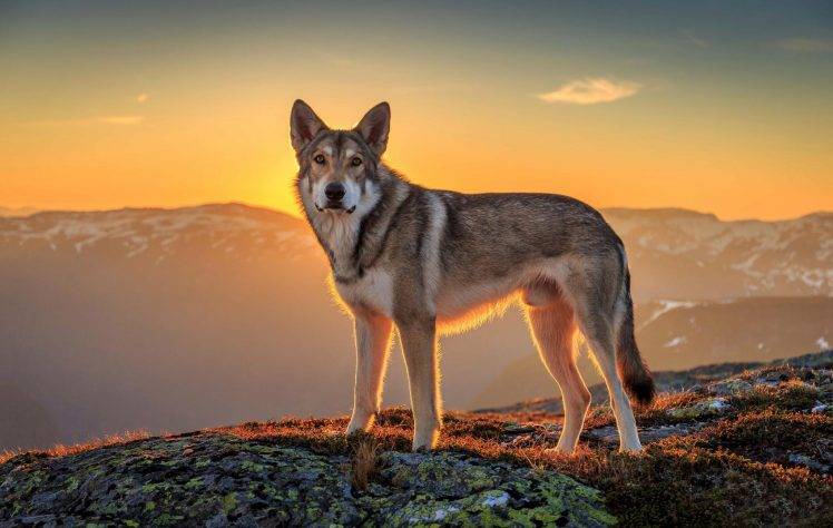 animals, Wolf, Sunset HD Wallpaper Desktop Background