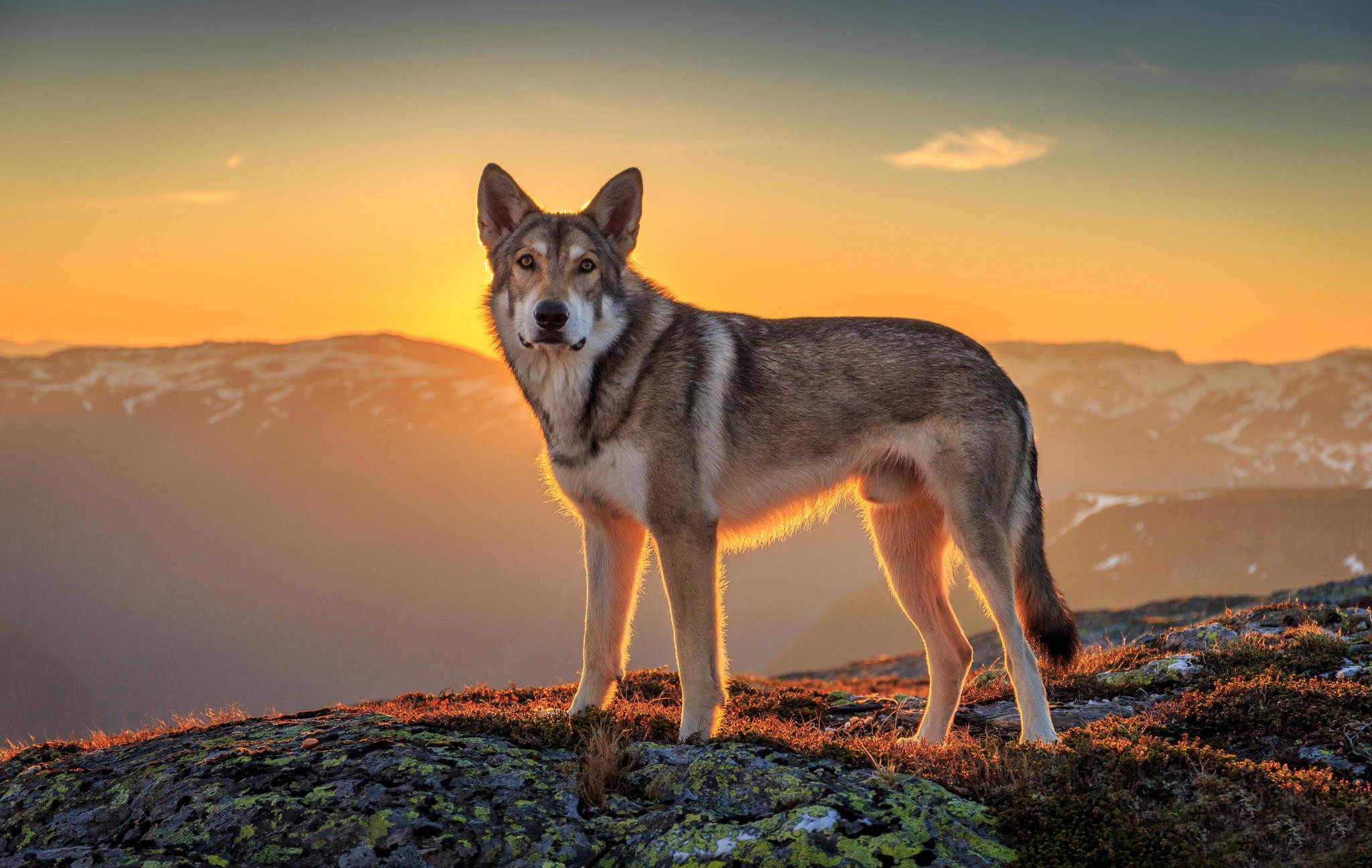 animals, Wolf, Sunset Wallpapers HD / Desktop and Mobile Backgrounds