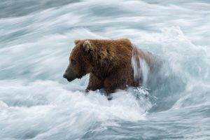 animals, Bears, River, Water