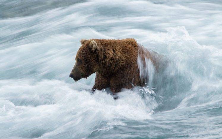animals, Bears, River, Water HD Wallpaper Desktop Background