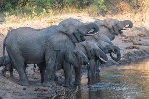 animals, Elephants, Baby Animals, Water