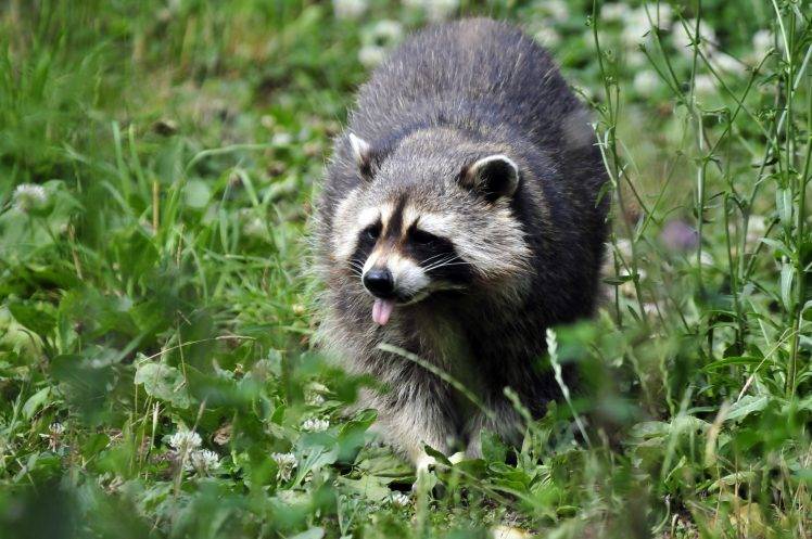 animals, Raccoons HD Wallpaper Desktop Background