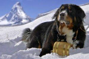 animals, Dog, Snow, Bernese Mountain Dog, Sennenhund