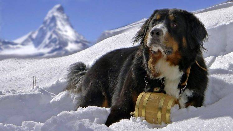 animals, Dog, Snow, Bernese Mountain Dog, Sennenhund HD Wallpaper Desktop Background