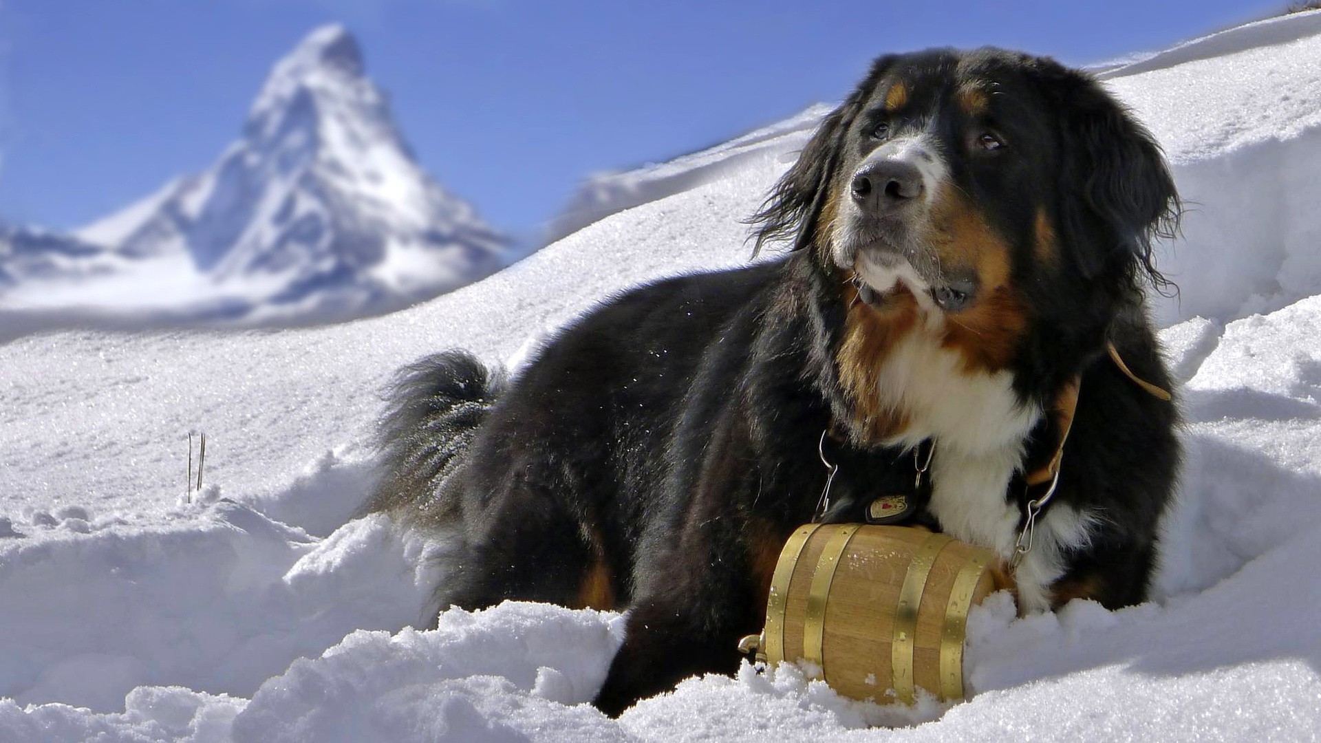 animals, Dog, Snow, Bernese Mountain Dog, Sennenhund Wallpaper