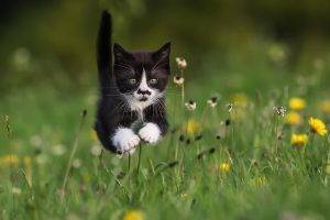 animals, Cat, Jumping, Grass