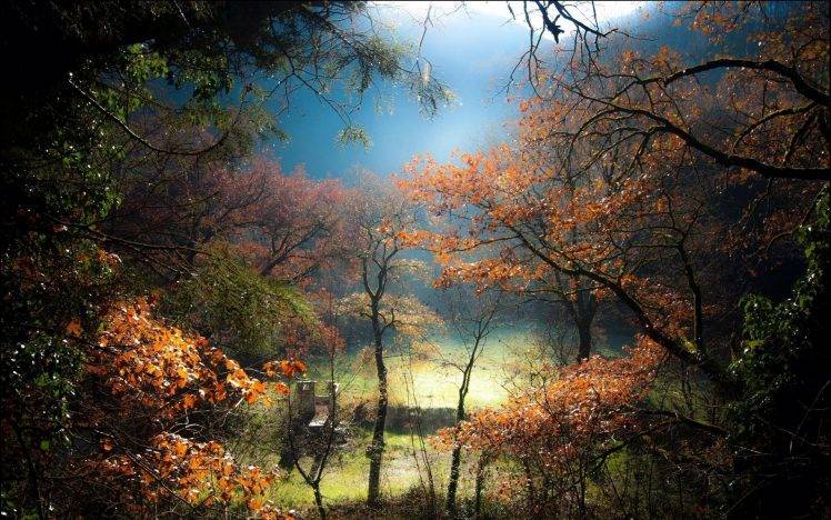 nature, Landscape, Trees, Mist, Sunrise, Hill, Lawns, Forest HD Wallpaper Desktop Background