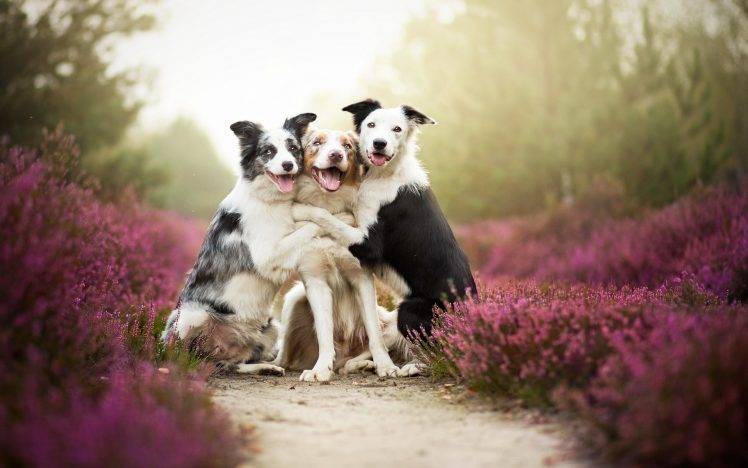 Friends, Dog, Flowers, Mist, Animals, Nature, Pet HD Wallpaper Desktop Background
