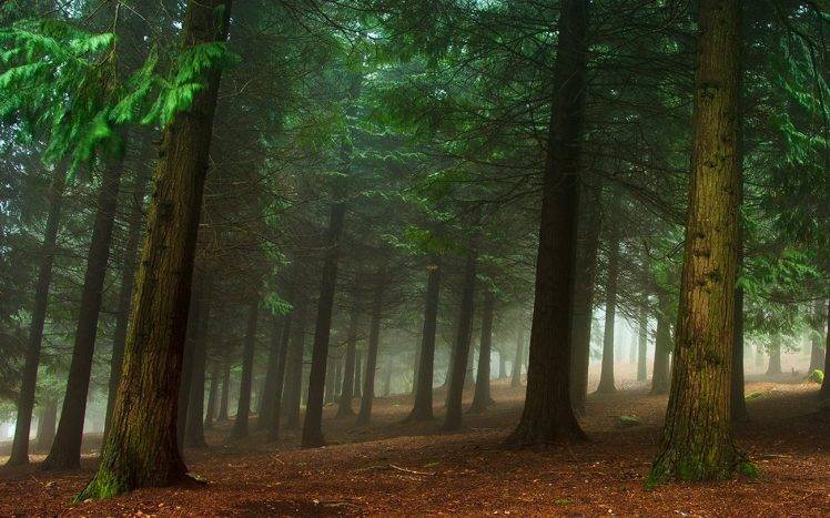 nature, Landscape, Mist, Forest, Trees, Morning, Green HD Wallpaper Desktop Background