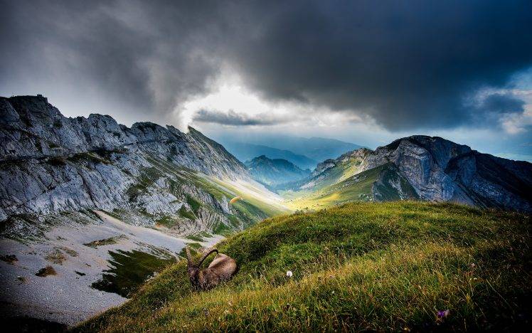 mountain, Clouds, Ibex, Nature, Landscape, Paragliding, Valley, Grass, Mist HD Wallpaper Desktop Background