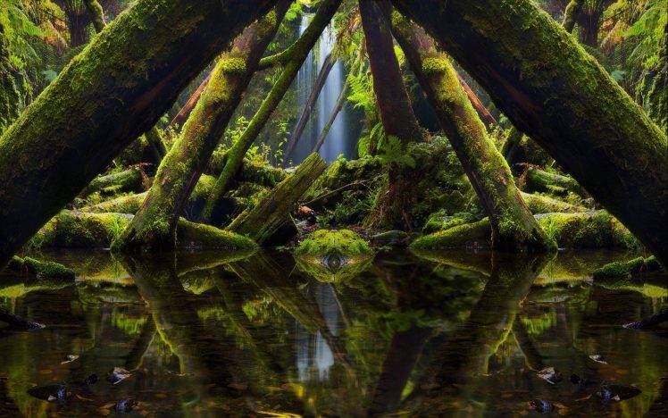 nature, Landscape, Forest, Moss, Waterfall, Reflection, Trees, Australia, Ferns, Window HD Wallpaper Desktop Background