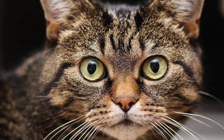 animals, Cat, Eyes HD Wallpaper Desktop Background