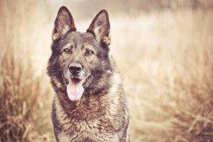 animals, Dog, Tongues