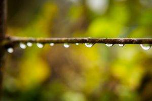 macro, Nature, Water Drops