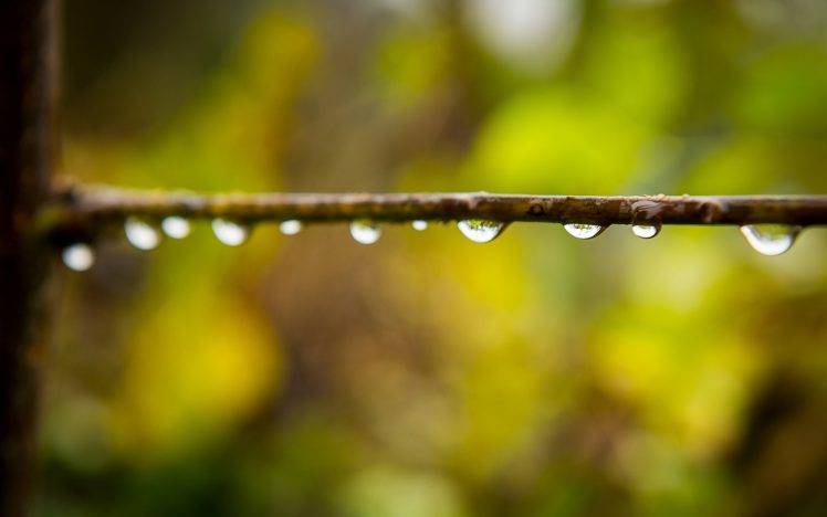 macro, Nature, Water Drops HD Wallpaper Desktop Background