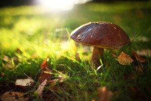 macro, Nature, Mushroom, Grass