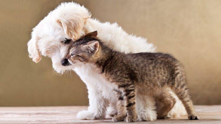 nature, Animals, Dog, Cat, Baby Animals, Kittens, Pet, Love HD Wallpaper Desktop Background