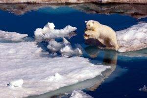 nature, Animals, Polar Bears, Ice, Iceberg, Sea, Water, Jumping, Snow, Reflection