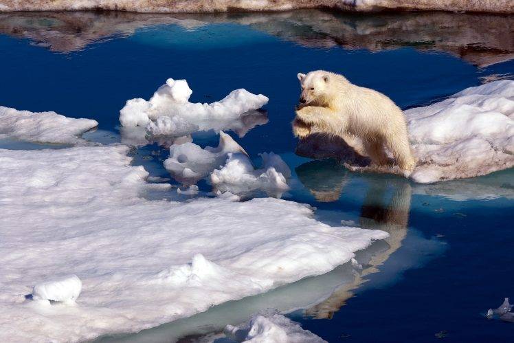 nature, Animals, Polar Bears, Ice, Iceberg, Sea, Water, Jumping, Snow, Reflection HD Wallpaper Desktop Background