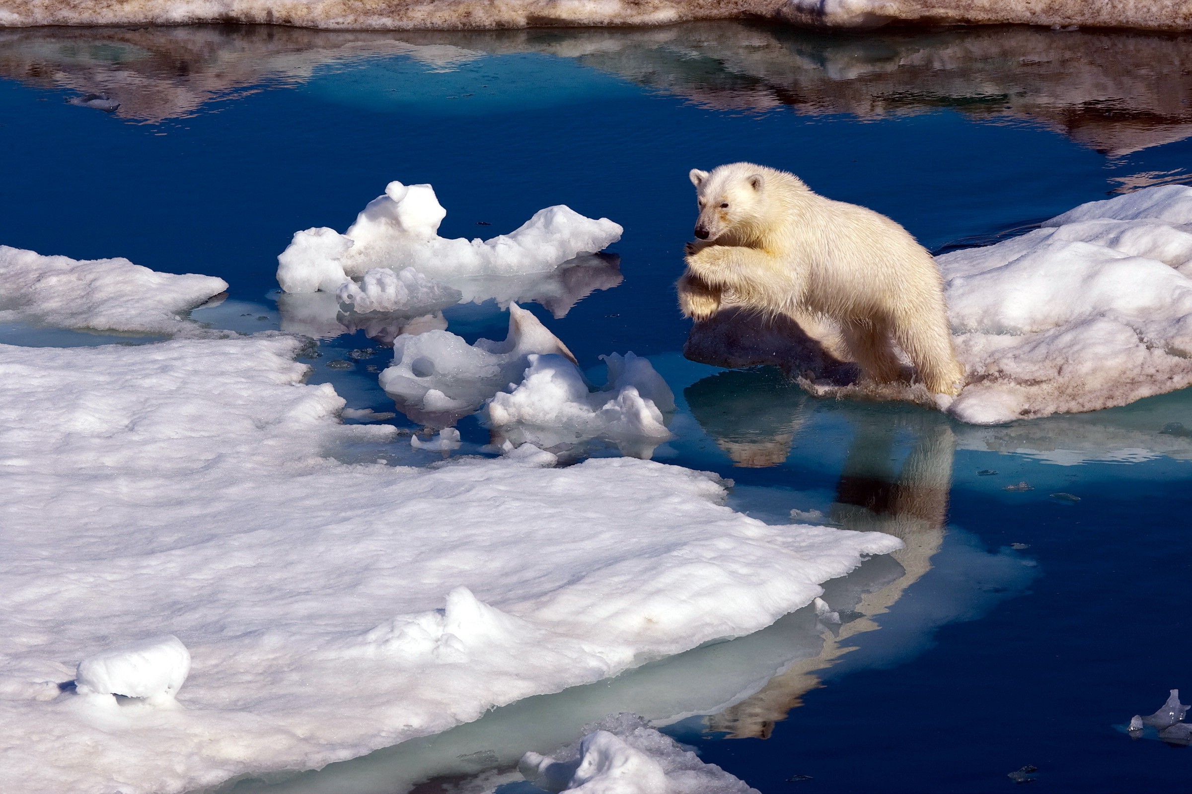 nature, Animals, Polar Bears, Ice, Iceberg, Sea, Water, Jumping, Snow, Reflection Wallpaper