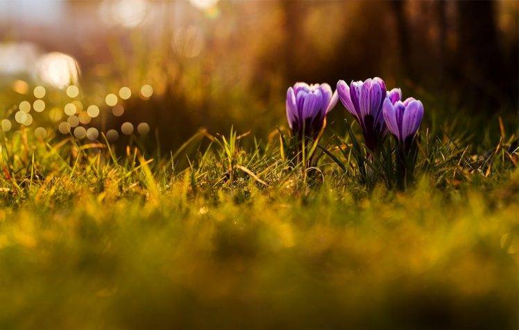 macro, Nature, Flowers, Grass, Bokeh, Crocuses, Depth Of Field, Purple Flowers HD Wallpaper Desktop Background