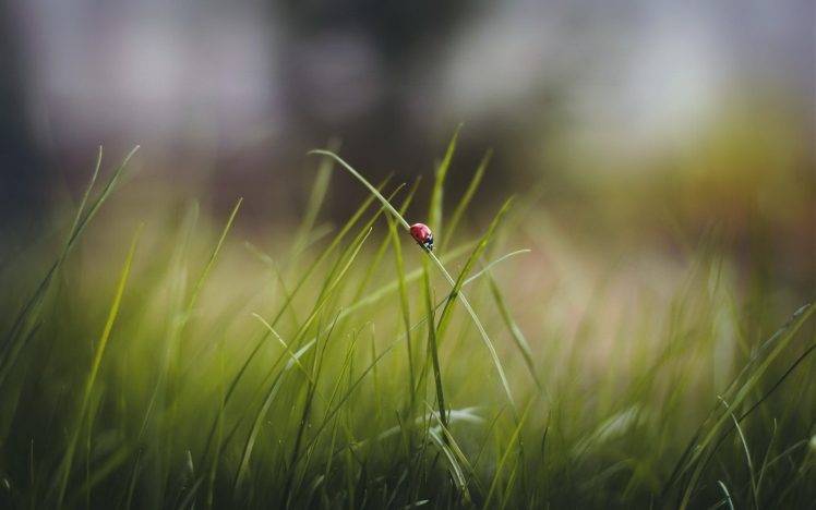 macro, Nature, Grass, Ladybugs HD Wallpaper Desktop Background