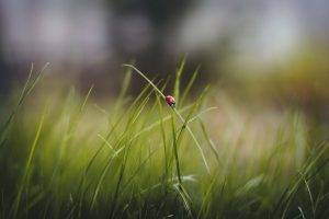 macro, Nature, Grass, Ladybugs