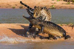 animals, Crocodiles, Fighting