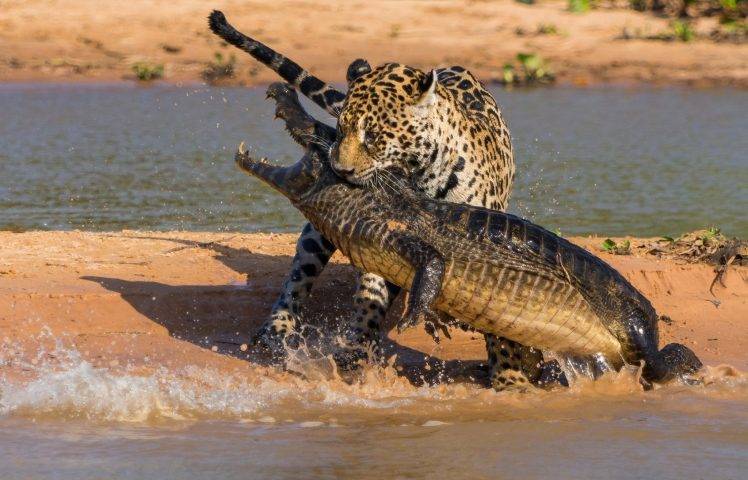 animals, Crocodiles, Fighting HD Wallpaper Desktop Background
