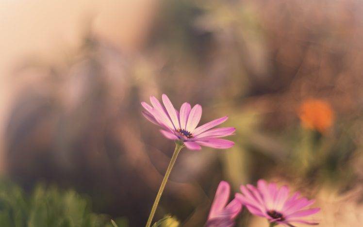 macro, Nature, Flowers, Pink HD Wallpaper Desktop Background