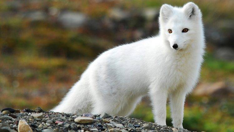 nature, Animals, Fox, Arctic Fox HD Wallpaper Desktop Background