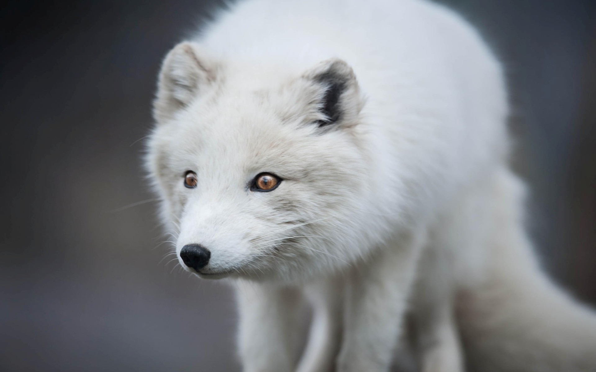 nature, Animals, Fox, Arctic Fox Wallpaper