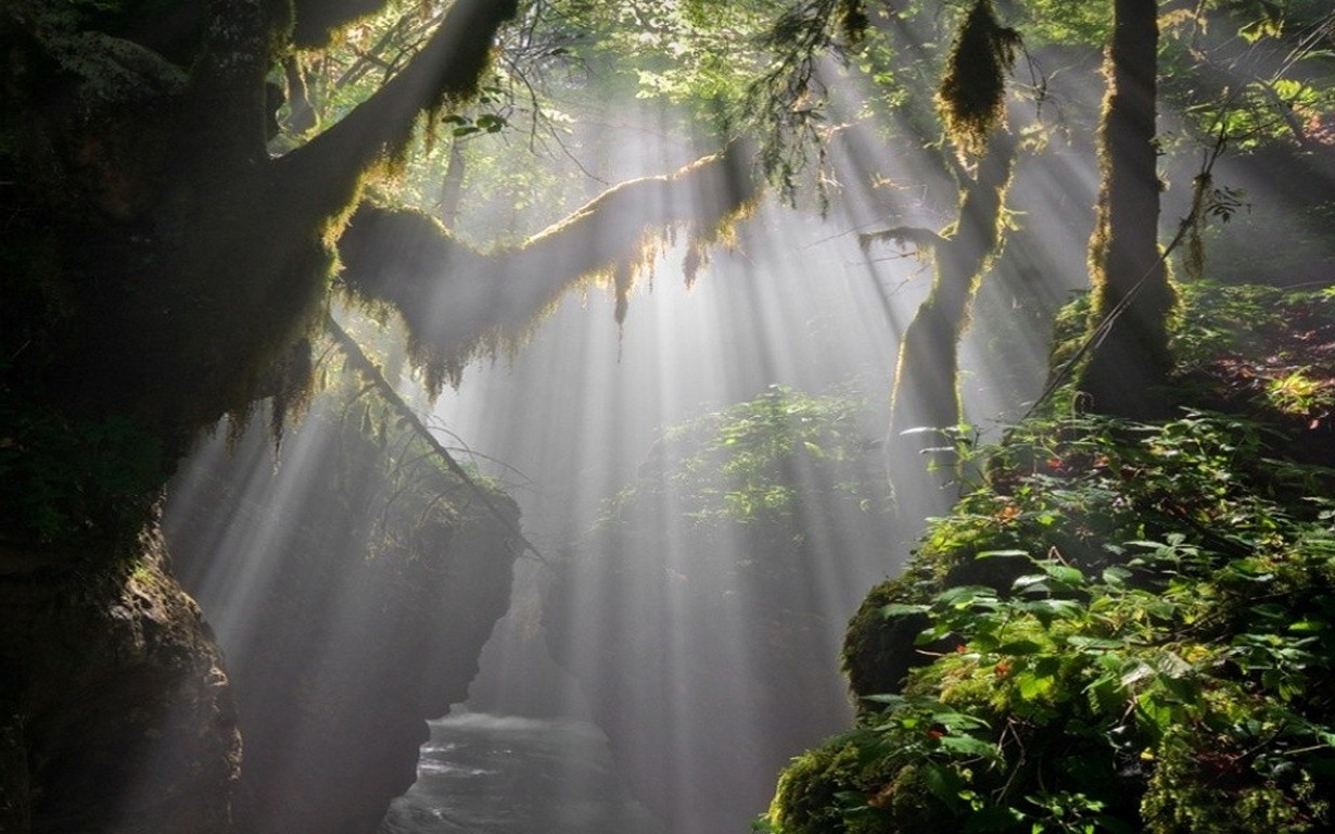 Тропический лес с солнечными лучами