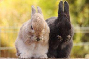 animals, Rabbits, Bunny Ears