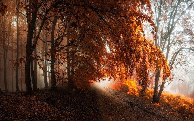 Nature Landscape Path Forest Mist Fall Trees Leaves
