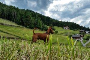 Dolomites (mountains), Animals, Nature, Dog, Landscape
