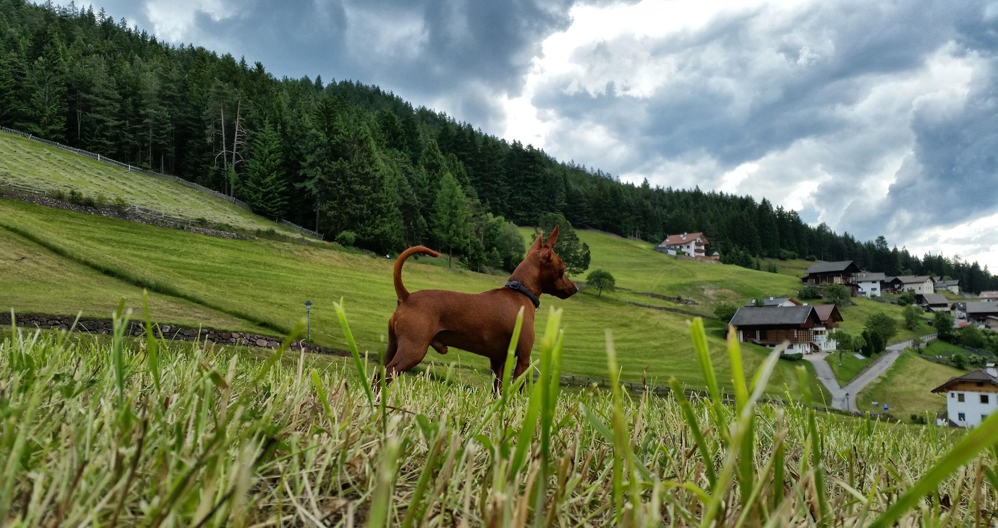 Dolomites (mountains), Animals, Nature, Dog, Landscape Wallpaper