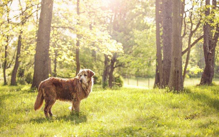 animals, Dog, Grass HD Wallpaper Desktop Background