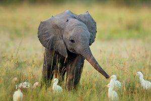 elephants, Duck, Nature, Friendship, Landscape, Baby Animals