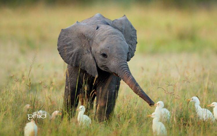 elephants, Duck, Nature, Friendship, Landscape, Baby Animals HD Wallpaper Desktop Background