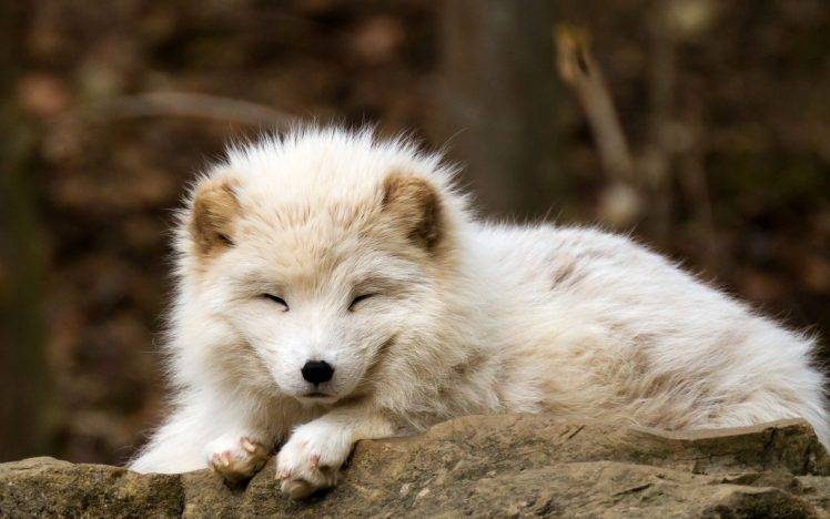 nature, Animals, Baby Animals, Fox, Arctic Fox HD Wallpaper Desktop Background