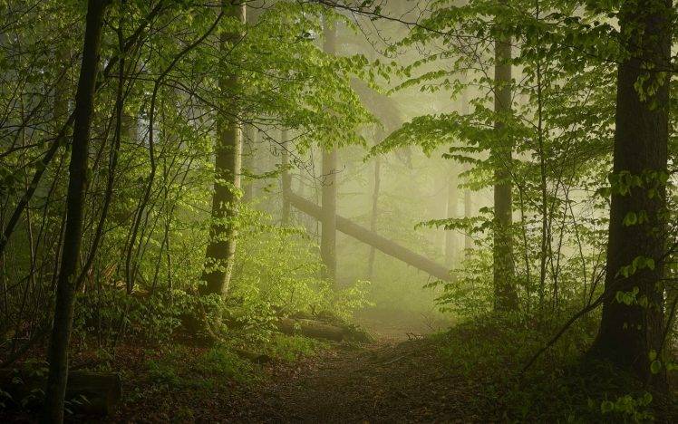 nature, Landscape, Mist, Forest, Path, Sunrise, Trees, Green, Sunlight HD Wallpaper Desktop Background
