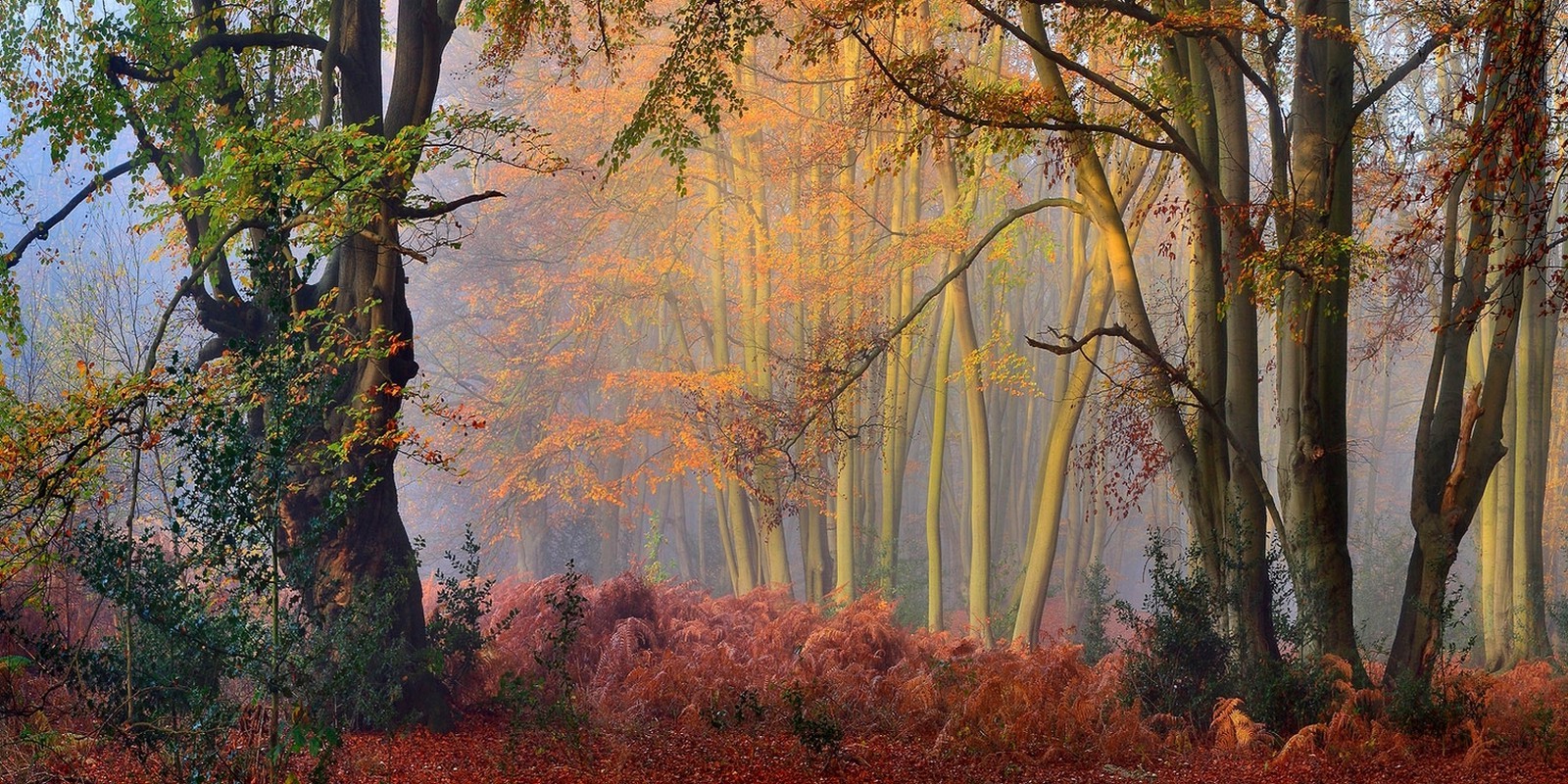 nature, Landscape, Fall, Mist, Forest, Colorful, Shrubs, Sunset, Trees Wallpaper