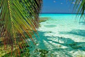 nature, Landscape, Maldives, Tropical, Sea, Palm Trees, Atolls, Leaves, Beach, Green, Turquoise, Summer