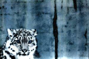 leopard, Snow, Animals
