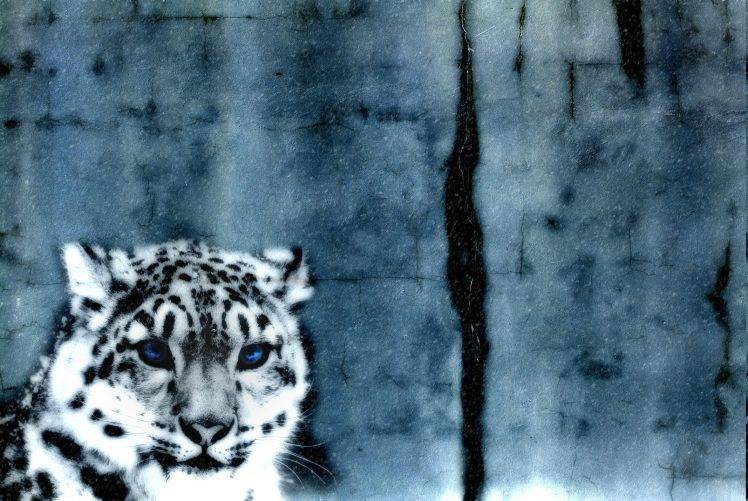 leopard, Snow, Animals HD Wallpaper Desktop Background